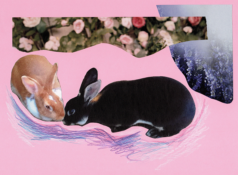 Collage of a bunny rabbits.