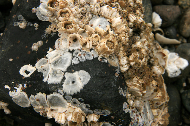 Barnacles on a rock. Photo by Quinn Dombrowski.